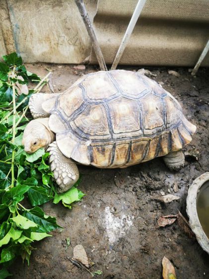 ขายเต่าซูคาต้า24นิ้ว รูปที่ 3