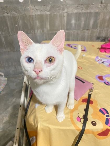 แมวขาวมณีตา2สี