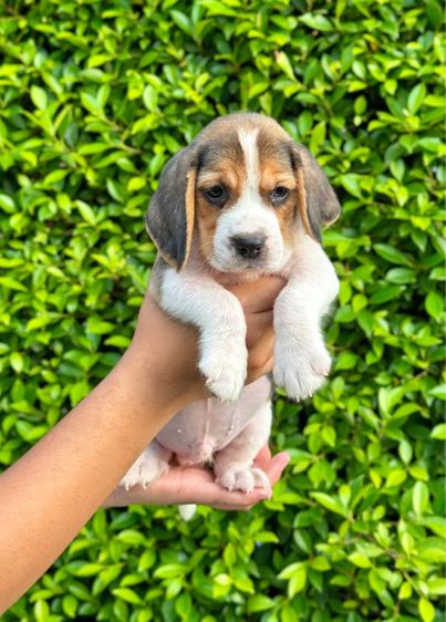 บีเกิล (Beagle) เล็ก บีเกิ้ล