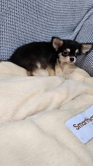 ชิวาวา (Chihuahua) เล็ก ชิวาวา ชาย4เดือน