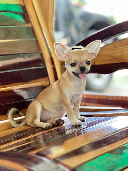 ชิวาวา (Chihuahua) เล็ก ชิวาว่าขนสั้น เมีย