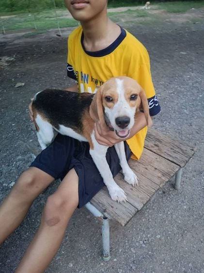บีเกิล (Beagle) บีเกิ้ลเพศผู้อายุ8เดือนพร้อมเป็นพ่อพันธ์ราคาเบาหวิวสนใจโทร0911546181