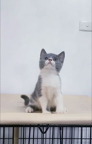 สก็อตติช โฟลด์ (Scottish Fold) น้องแมวสก็อตติส โฟลด์สีขาวบลูเพศผู้ พ่อไลแลค 2เดือนนิดๆกำลังซน