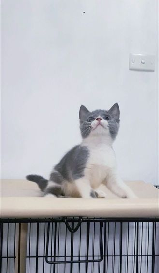 สก็อตติช โฟลด์ (Scottish Fold) น้องแมวสก็อตติส โฟลด์สีขาวบลู เพศผู้ ลูกไลค์แลค อายุ2เดือนกว่า เกิด14มีนาคม