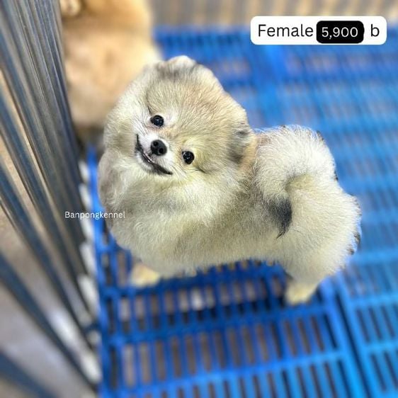 ปอมเมอเรเนียน (Pomeranian) เล็ก ปอมเมอเรเนียน แท้ เริ่ม 4900 วัคซีนแล้ว ราคา เพศ อยู่ในรูปค่ะ