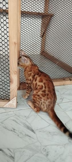 เบงกอล (Bengal House Cat) แมวเบงกอล