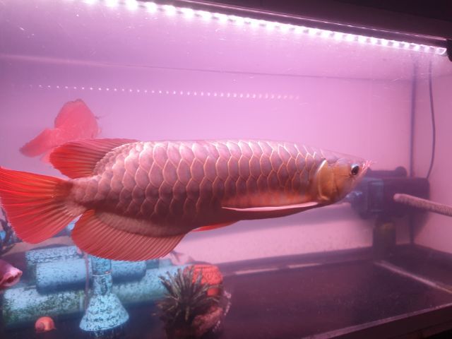 ปลามังกรแดงSuper Rad F5