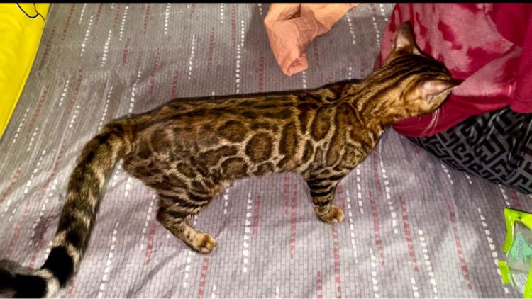 เบงกอล (Bengal House Cat) เบงกอลสาวสีเข้มลายชัด