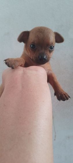 ชิวาวา (Chihuahua) เล็ก ชิวาว่าแท้