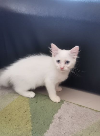 เปอร์เซีย (Persian) น้องแมวสีขาวล้วน