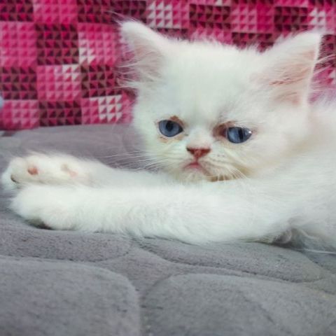 แมวหน้าบี้ ดวงตาสีฟ้า ญ เกิด30มี.ค.67