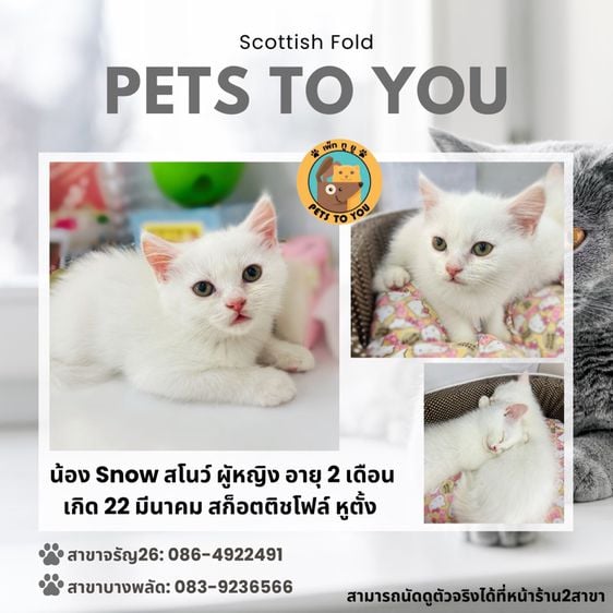 สก็อตติช โฟลด์ (Scottish Fold) น้องแมว พันธุ์ สก๊อตทิช โฟลด์ (Scottish fold) ขาวล้วน 2 เดือน เพศเมีย