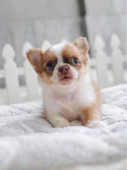 ชิวาวา (Chihuahua) เล็ก ชิวาวาสีทอง น่ารักมาก วัคซีนแล้ว รับประกันสุขภาพค่ะ