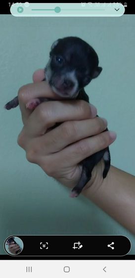 ชิวาวา (Chihuahua) เล็ก Chi Hua Hua puppies