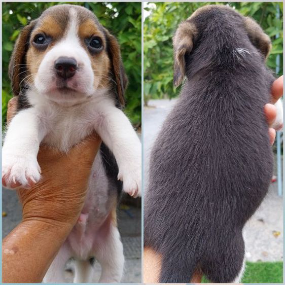 บีเกิล (Beagle) กลาง หมา