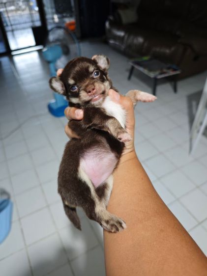 ชิวาวา (Chihuahua) เล็ก ชิวาว่า สีช็อก เพศหญิง