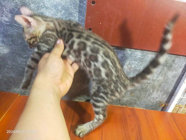 เบงกอล (Bengal House Cat) แมวเบงกอลเพศเมีย