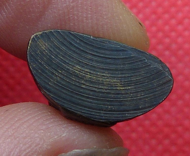 พระกริ่งหลวงพ่อโสธร รูปที่ 3