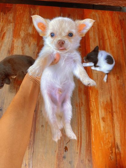 ชิวาวา (Chihuahua) เล็ก ชิวาวาขนยาวแท้ เพศผู้