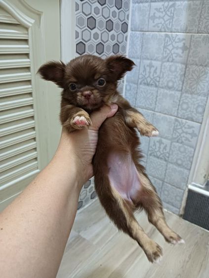 ชิวาวา (Chihuahua) เล็ก ชิวาวาขนยาวเมีย4ผู้1ขายเหมา10000