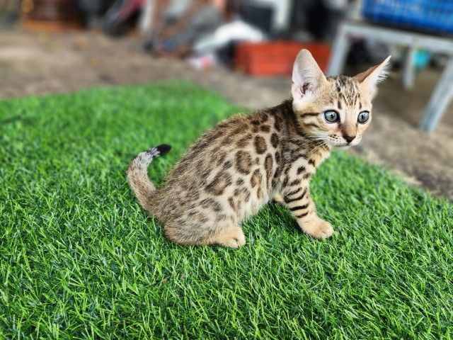 เบงกอล (Bengal House Cat) ลูกแมวเบงกอลแท้ 