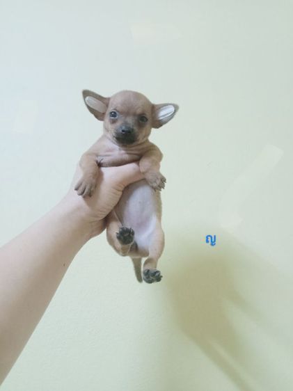 ชิวาวา (Chihuahua) เล็ก ชิวาว่าขนสั้นแท้