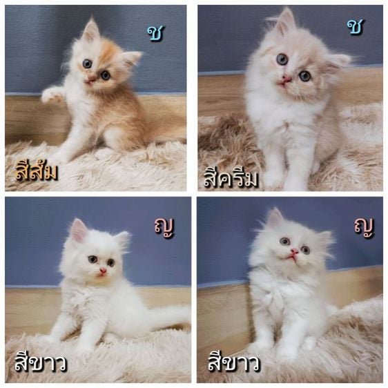เปอร์เซีย (Persian) ลูกแมวเปอร์เซียแท้