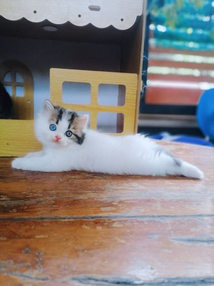 ลูกแมวสก็อตติสขนยาวตาสองสี