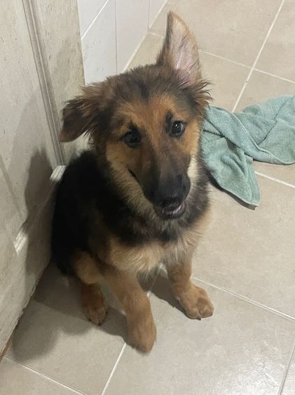 หาบ้านให้ลูกสุนัขเยอรมันเชพเพิร์ด อายุ 3 เดือน
