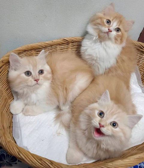 เปอร์เซีย (Persian) ขายแมวเปอร์เซียแท้แก๊งส้มการ์ฟิวส์