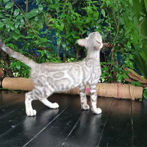 เบงกอล (Bengal House Cat) แมวเบงกอลเพศผู้ ซิลเวอร์ 