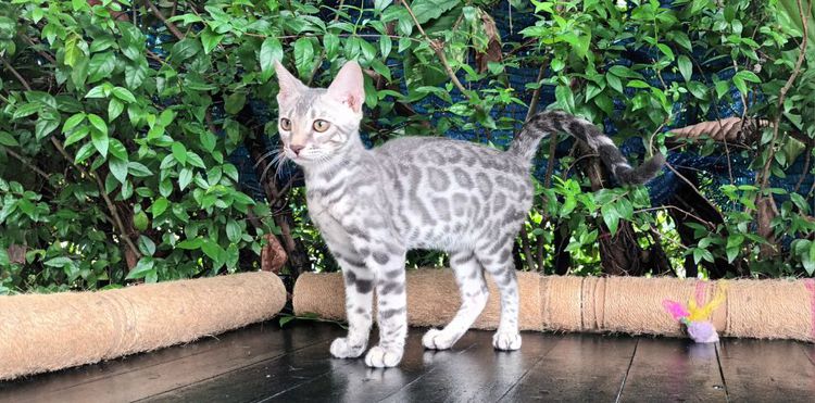 เบงกอล (Bengal House Cat) แมวเบงกอลเพศผู้ สีบลู