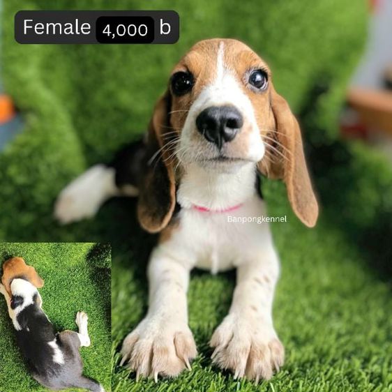 บีเกิล (Beagle) กลาง บีเกิ้ล เริ่ม 4000 วัคซีนแล้ว ราคา เพศ อยู่ในรูปค่ะ 