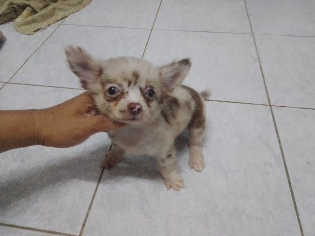 ชิวาวา (Chihuahua) เล็ก ลูกชิวาวา