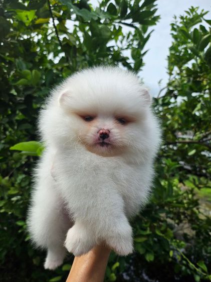 ปอมเมอเรเนียน (Pomeranian) เล็ก ปอมหน้าหมี​ ลูกพ่อเกาหลี​​ ราคาเบาๆ