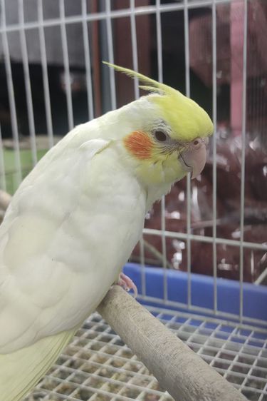 นกแก้วคอกคาเทลสีเหลืองตาแดง ลูติโน่ 