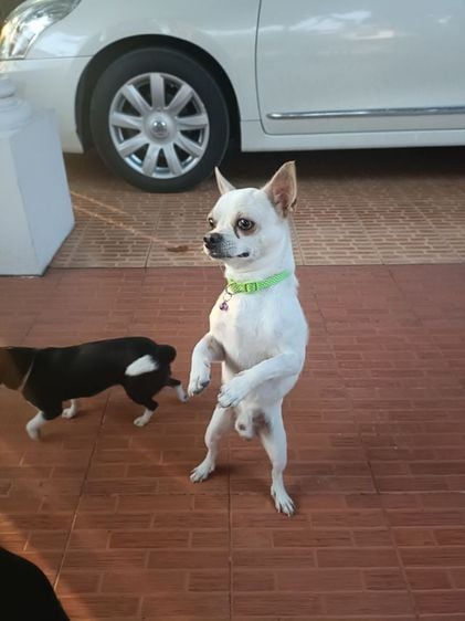 ชิวาวา (Chihuahua) เล็ก ขายสุนัข 2 ตัว ตัวผู้ตัวเมีย
