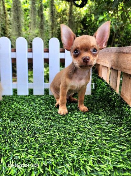 ชิวาวา (Chihuahua) เล็ก ชิวาว่าขนสั้น