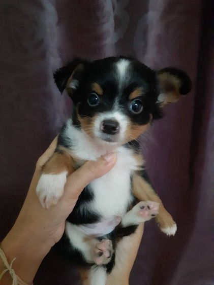 ชิวาวา (Chihuahua) เล็ก ชิวาว่า ชาย