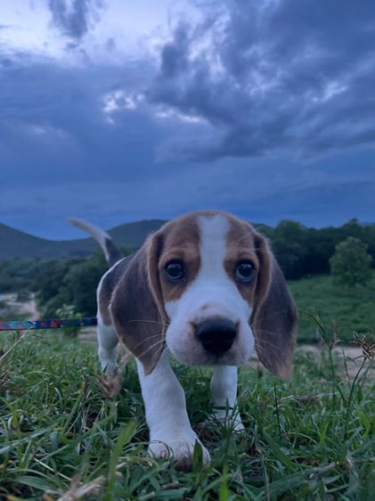 บีเกิล (Beagle) เล็ก บีเกิ้ลแท้ 3 สี