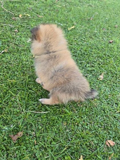 ปอมเมอเรเนียน (Pomeranian) เล็ก สุนัขพันธุ์ปอม