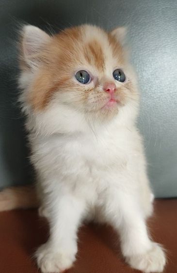 ลูกแมวเปอร์เซีย  เพศผู้ แมวส้มขาว