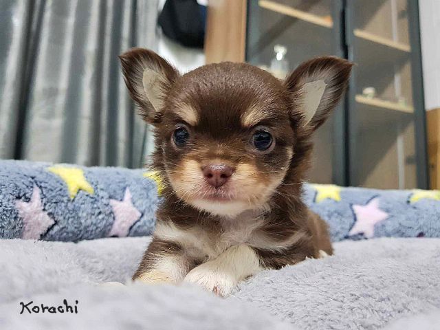 ชิวาวา (Chihuahua) เล็ก สุนัข
