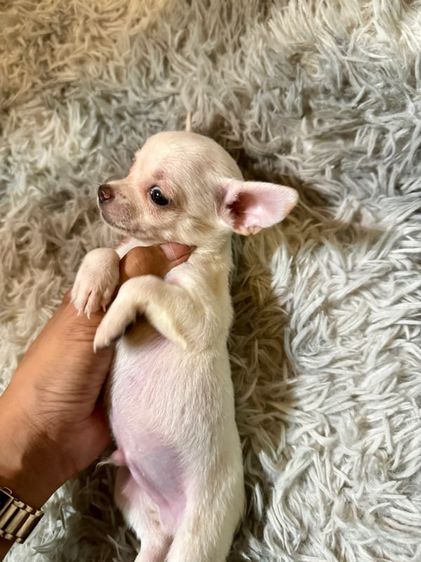 ชิวาวา (Chihuahua) เล็ก ลูกชิวาวาเพศผู้ 