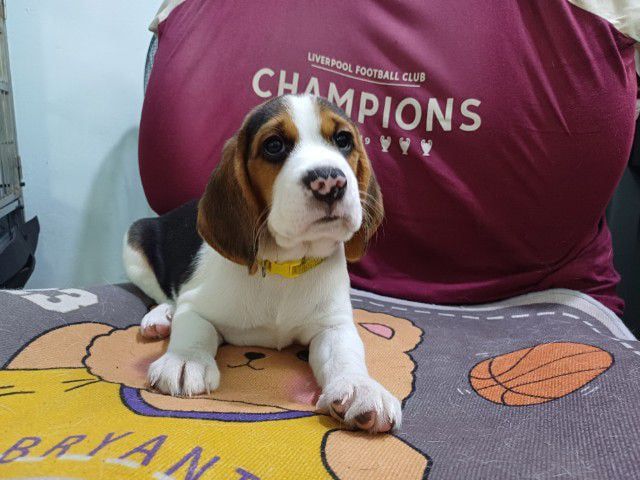 บีเกิล (Beagle) กลาง สุนัขบีเกิ้ล