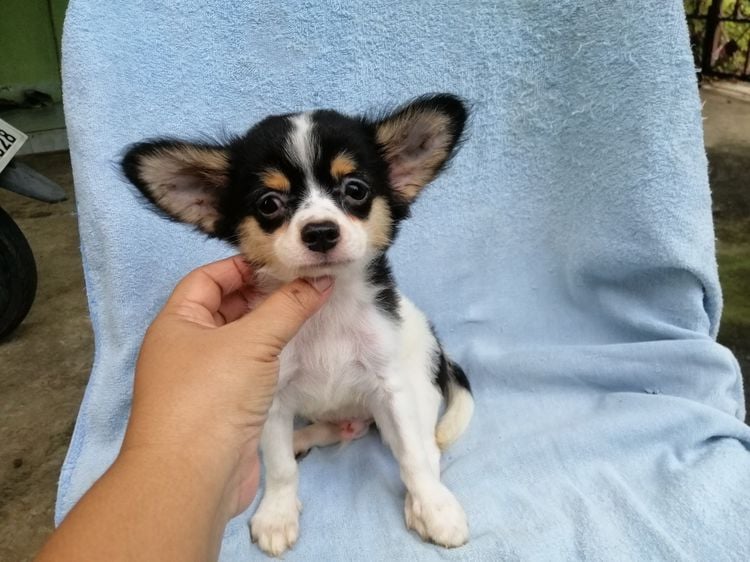 ชิวาวา (Chihuahua) เล็ก ชิวาวาขนยาว