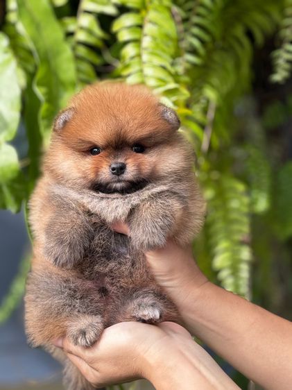 ปอมเมอเรเนียน (Pomeranian) เล็ก ปอมแท้ราคาถูก