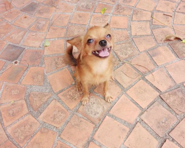 ชิวาวา (Chihuahua) เล็ก ชิวาวาแท้