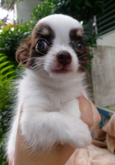 ชิวาวา (Chihuahua) เล็ก ลูกสุนัข