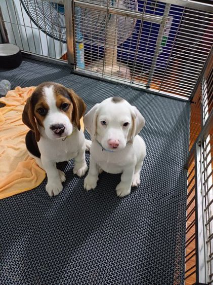บีเกิล (Beagle) กลาง สุนัขบีเกิ้ลสีขาวแต้มดำ